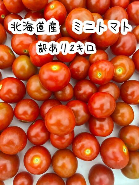 数量限定!!農家直送 北海道産 訳ありミニトマト 箱込み2キロ 規格外品 ハネ品