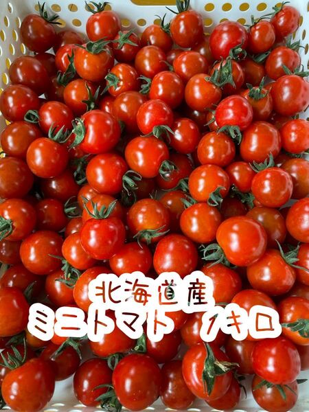 農家直送 北海道産 ミニトマト 1kg