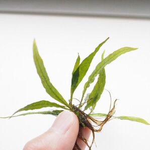 ミクロソリウム 水草苑スモールリーフ