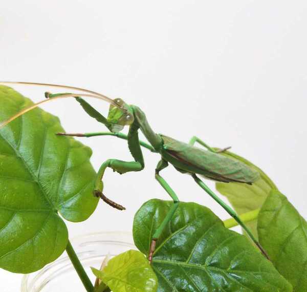 原色日本昆虫図鑑 オオカマキリとハタケノウマオイのセット