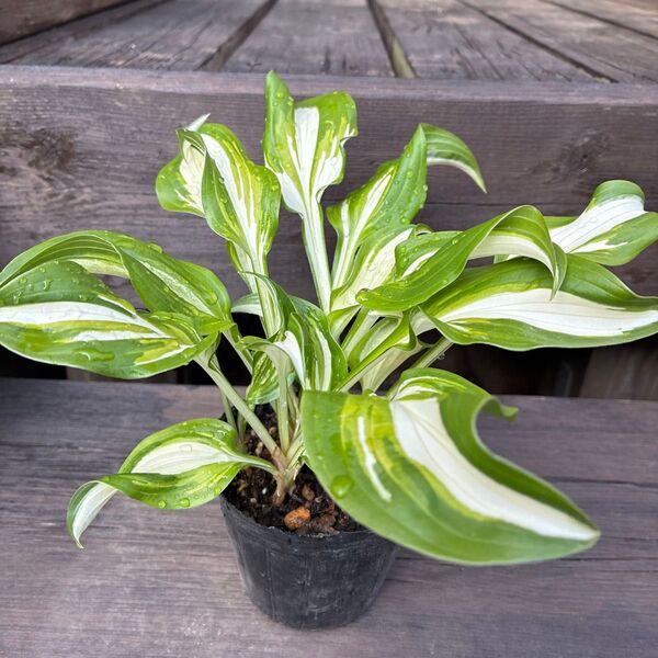 ギボウシ ホスタ 斑入り 苗 4芽