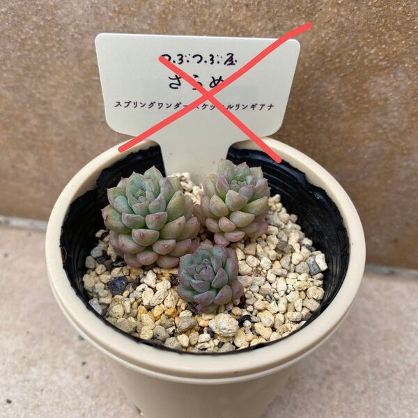 【ざらめ】つぶつぶ屋 エケベリ屋 ミソップ miso苗 クアトロ 多肉植物 セダム セデベリア エケベリア