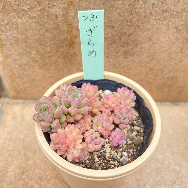 【ざらめ】つぶつぶ屋 エケベリ屋 ミソップ miso苗 クアトロ 多肉植物 セダム セデベリア エケベリア