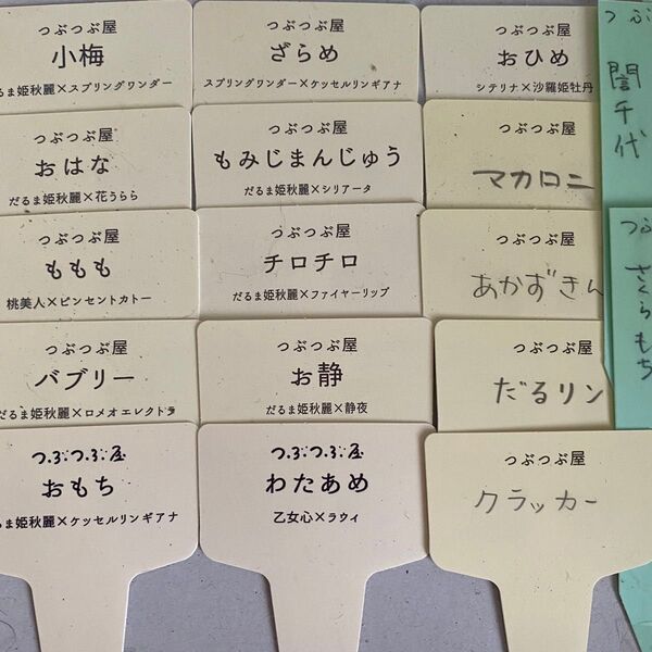 つぶつぶ屋さん 17種葉挿しセット 多肉植物 クアトロ ミソップ エケベリア
