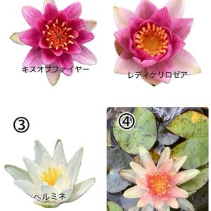 選べる温帯性睡蓮2株セット