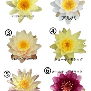 選べる温帯性睡蓮2株セット