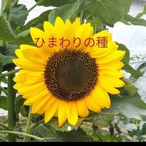 ひまわりの種 200粒