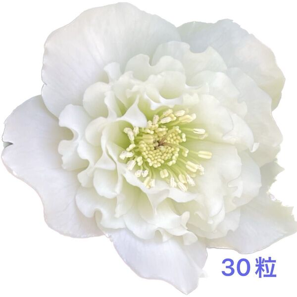 クリスマスローズの種30粒