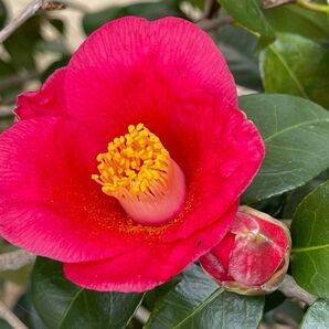 椿 つばき 苗木 1本 挿し穂 3本 送料無料 美しい椿 挿し木 ゆうパケット