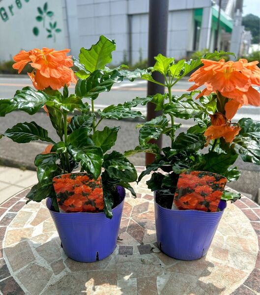 クロサンドラ かがり火3.5号観葉植物室内緑化向2ポット販売
