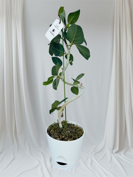 フィカスベンガレンシス曲げ6寸 観葉植物