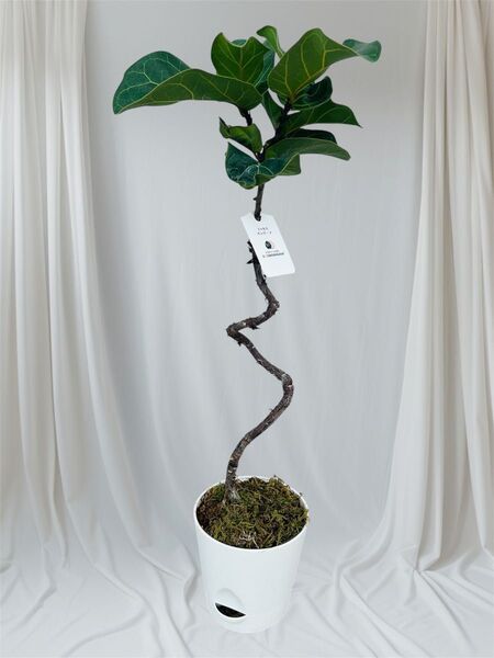 フィカスバンビーノ5寸観葉植物曲げ仕立て