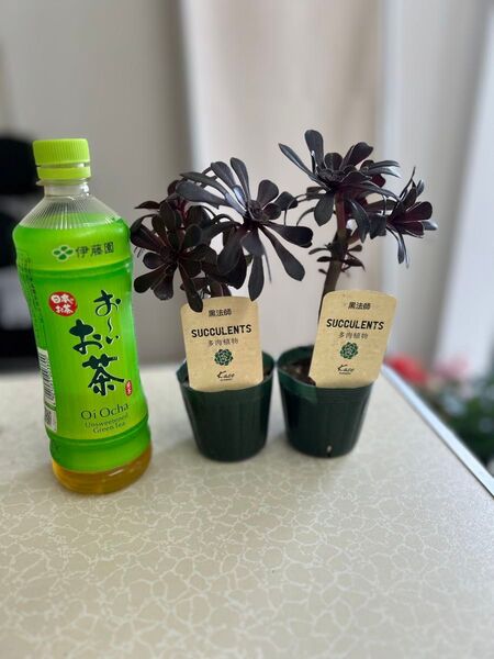 黒法師 2ポット多肉植物