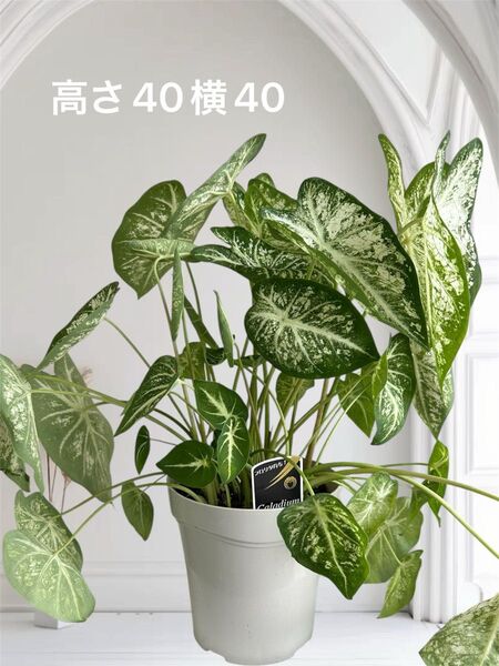 カラジューム 5号鉢植え 斑入り カラジウム 観葉植物 大株