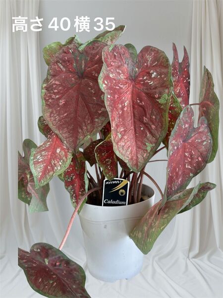 カラジューム 5号鉢植え 観葉植物 カラジウム 赤斑入り 大株