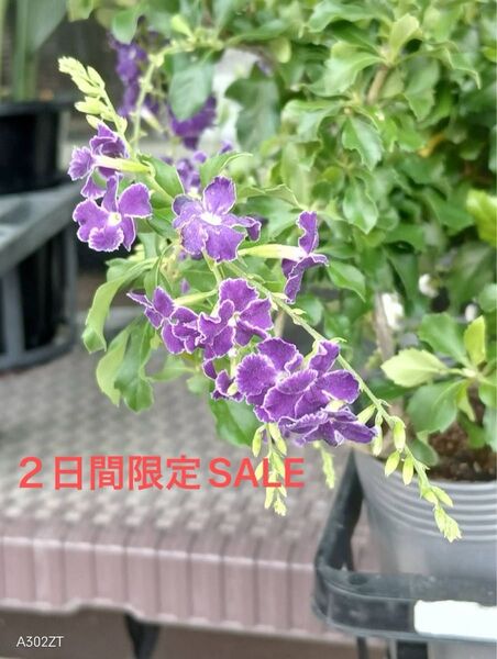 デュランタ宝塚 ハリマツリ属 クマツヅラ科 低木 正規品 9センチポット