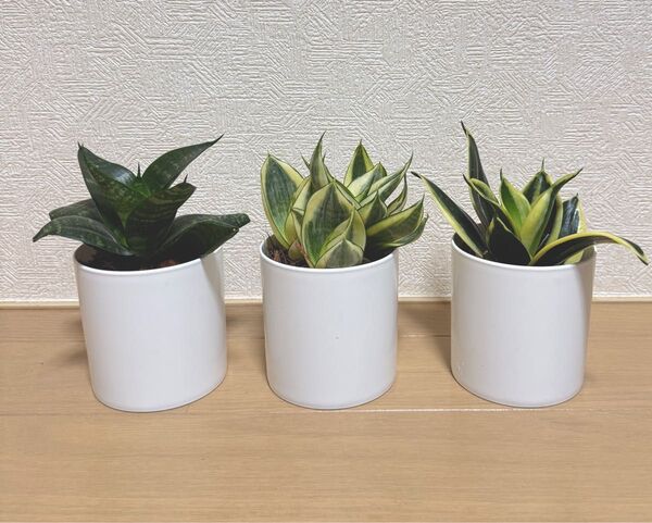 A サンスベリア3鉢セット ハニー系 風水、金運に◎ コンパクトで飾りやすい☆ 水やり少なめ簡単管理!