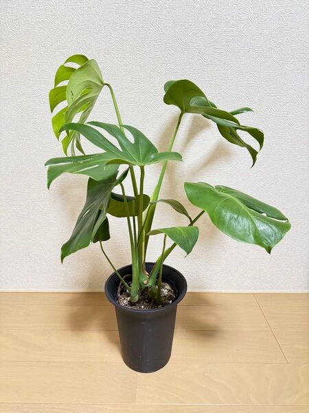 モンステラ・デリシオサ 2本立 観葉植物 現品発送 早い者勝ち!