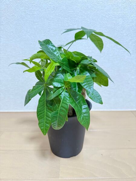 存在感抜群!モリモリ極太 パキラ インテリアに映えるグリーン 3本立 約40cm