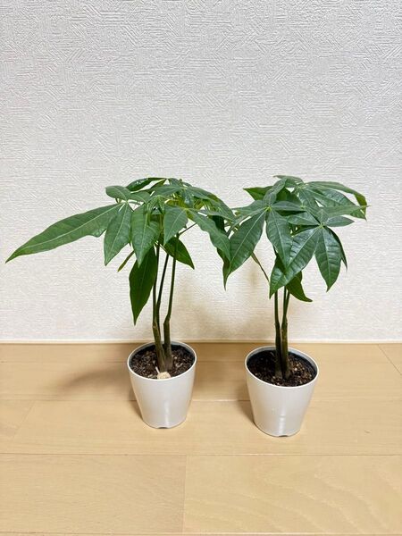 実生パキラ 3本立ち2鉢セット 金運を呼ぶ観葉植物 おしゃれ空間に◎