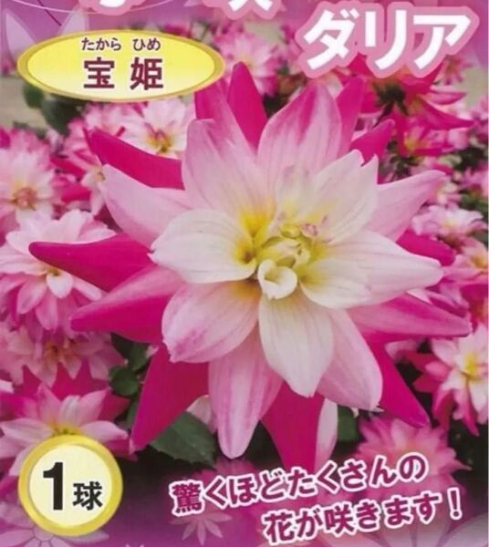 あふれ咲きダリア 宝姫 驚くほどたくさんの花が咲きます 1球 芽出し