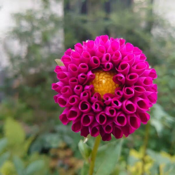 ダリア 福姫 ポンポン咲き 毯のように赤紫色の花が美しい 1球 芽出し