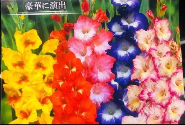 グラジオラス 2色ミックス 10球 花大きい