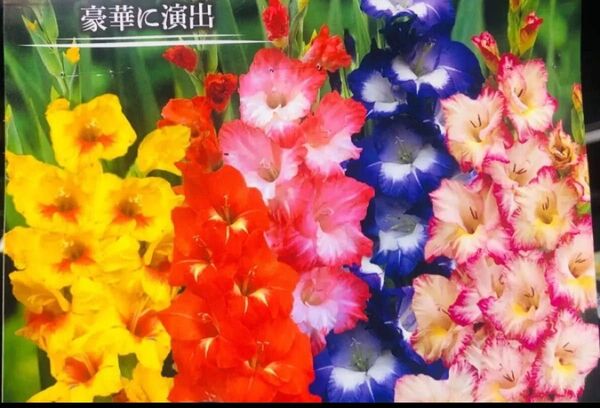 グラジオラス 2色ミックス 10球 花大きい