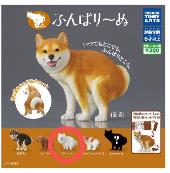ふんばりーぬ【ポメラニアン】