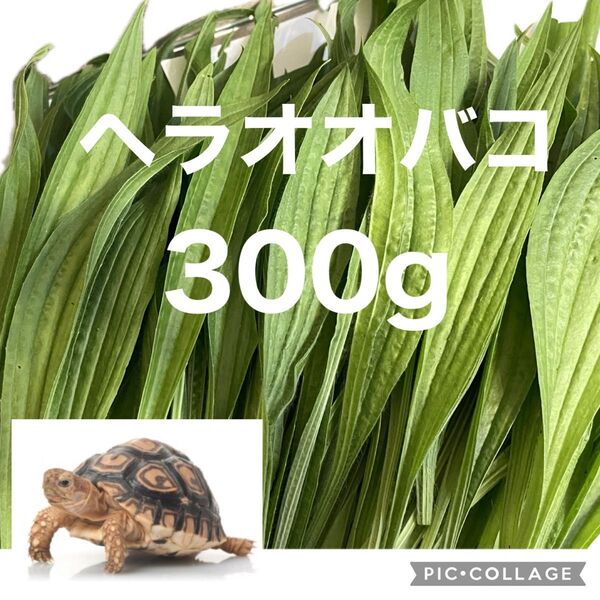 【採れたて新鮮】へラオオバコ 300g 小動物 リクガメ餌 夕方収穫 毎日新しい物を収穫
