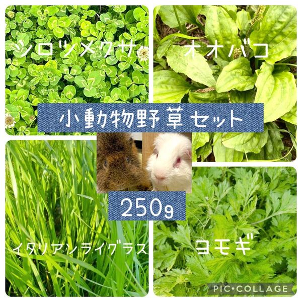 【小動物野草セット】イタリアンライグラス/クローバー/ヨモギ/オオバコ 250g 以上 小動物の餌 ゆうパケットポスト満タン