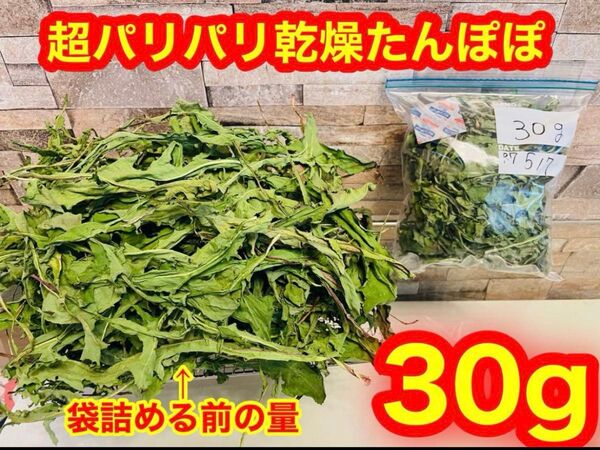 【お試しパック】新鮮 パリパリ乾燥タンポポ 30g 無農薬 小動物餌 本日完成品 ウサギ モルモット デグー
