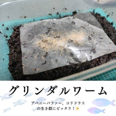 グリンダルワーム 毎日収穫できる培養セット!培養がうまくいくと毎日30-50匹収穫可能になります。生き餌