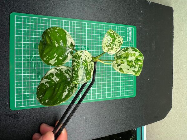 アヌビアスナナ 斑入りキング Anubias Variegated King