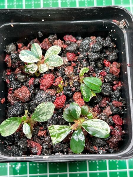 Bucephalandra sp. varigata