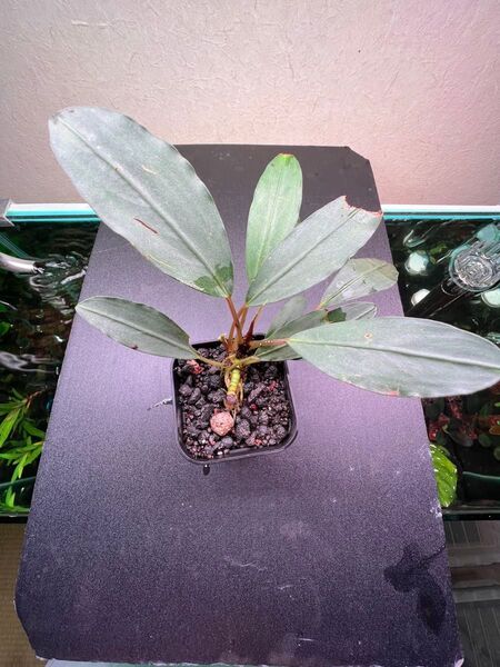 Bucephalandra sp. Silver Gray