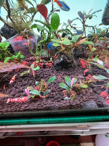 Bucephalandra sp. Varigata Pink 水中葉
