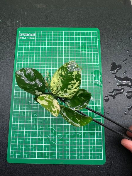 アヌビアスナナ 斑入りキング Anubias Variegated King