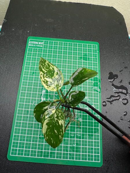 アヌビアスナナ 斑入りキング Anubias Variegated King