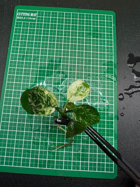 アヌビアスナナ 斑入りキング Anubias Variegated King