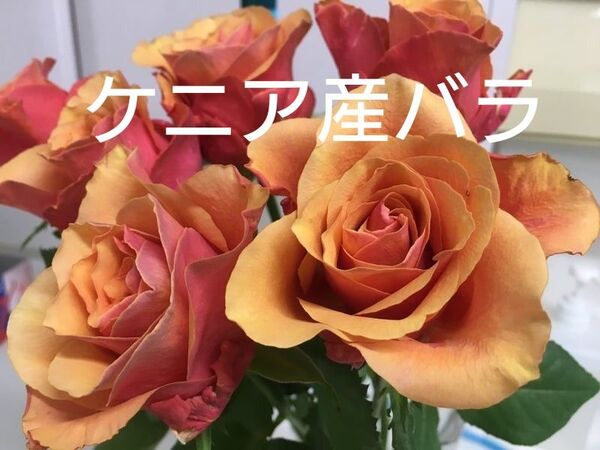 バラ苗 即購入×!希少!四季咲きケニア産バラ切り花最新品種エスパーニャ挿し木苗1株