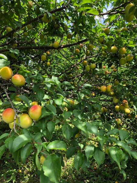 完熟和歌山産南高梅 L〜3L 箱込み5kg