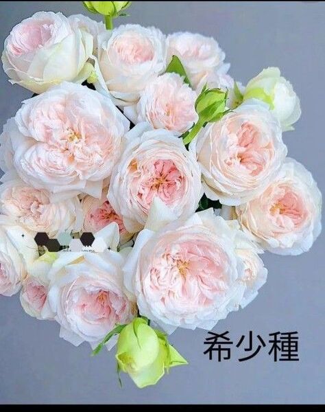 希少バラ苗 Wedding rose