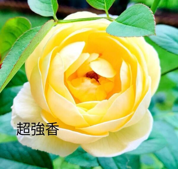 バラ苗 超強香 廃盤種 四季咲き