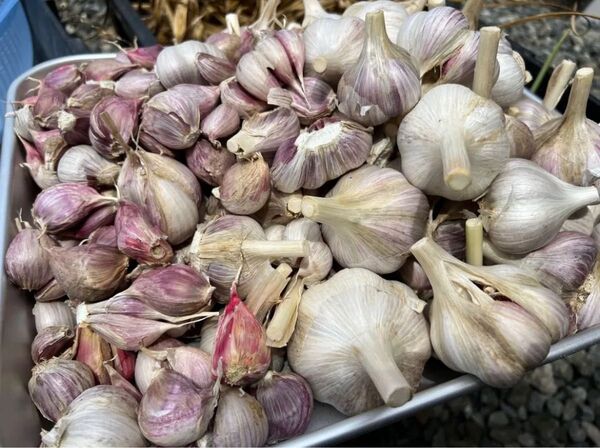 令和7年産 自然農法【5kg】国産にんにく 無農薬 無化学肥料