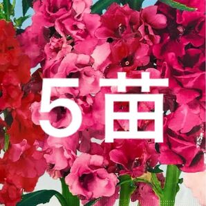 ほうせんか ホウセンカ 5苗