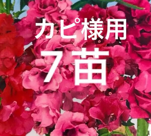 ほうせんか ホウセンカ