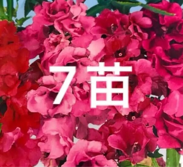ほうせんか苗
