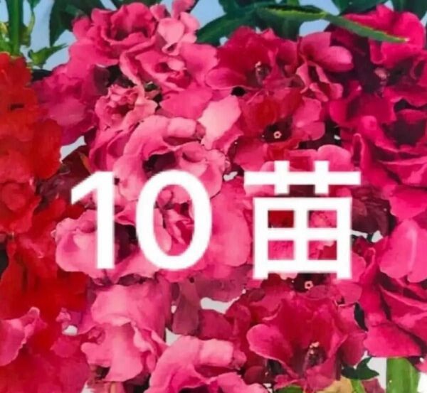 鳳仙花 ホウセンカ苗 色ミックス 10苗