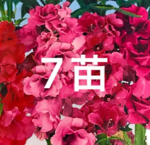 鳳仙花 ほうせんか苗 7本 色ミックス